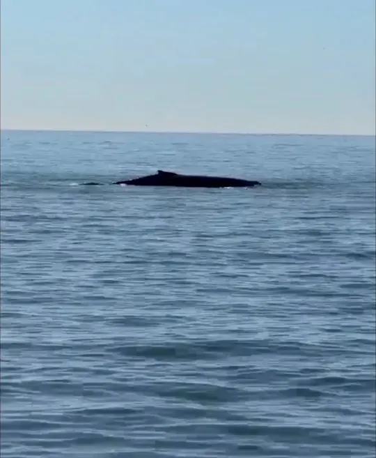 whales