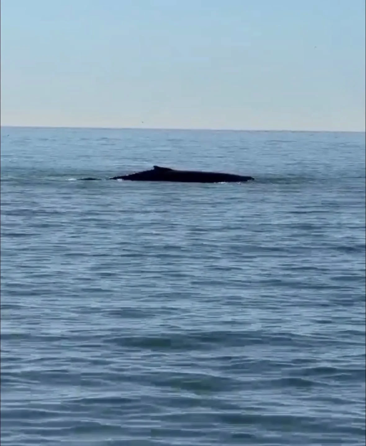 whales