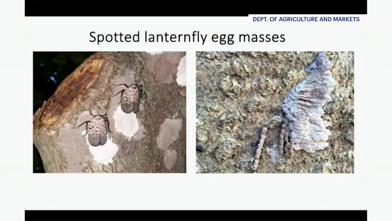Story image: Spotted lanternfly problem now so widespread reports no longer needed