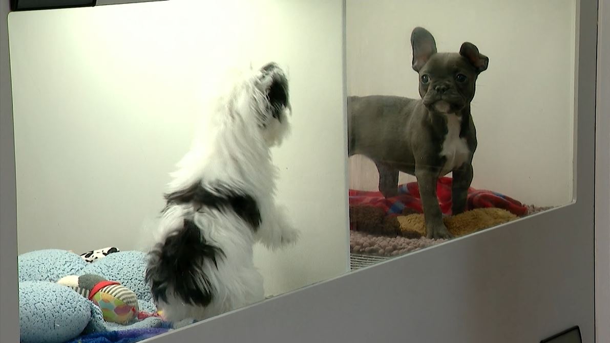 Animal rights groups push for ban on dog, cat and rabbit sales at CT pet stores