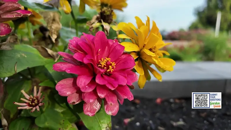 Story image: Garden Guide: How to grow fresh flower bouquets in your garden