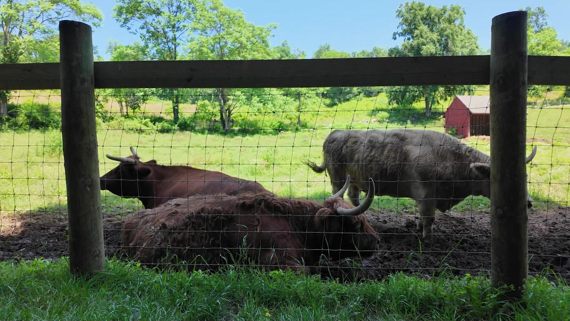WC 430PM_Animals in the Heat_ajc_2026-07-02-16-51-54