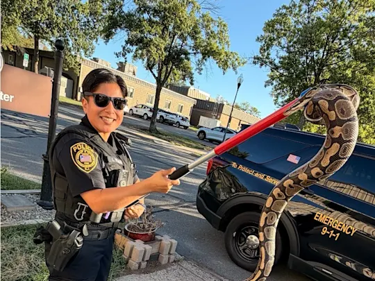 Python stuck in a vehicle
