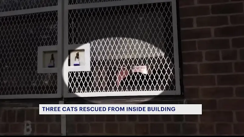 Story image: Cats rescued from Sheepshead Bay building following community uproar