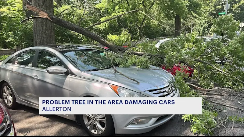 Story image: Allerton resident asks city for help with a 'problem pin oak' tree in her neighborhood