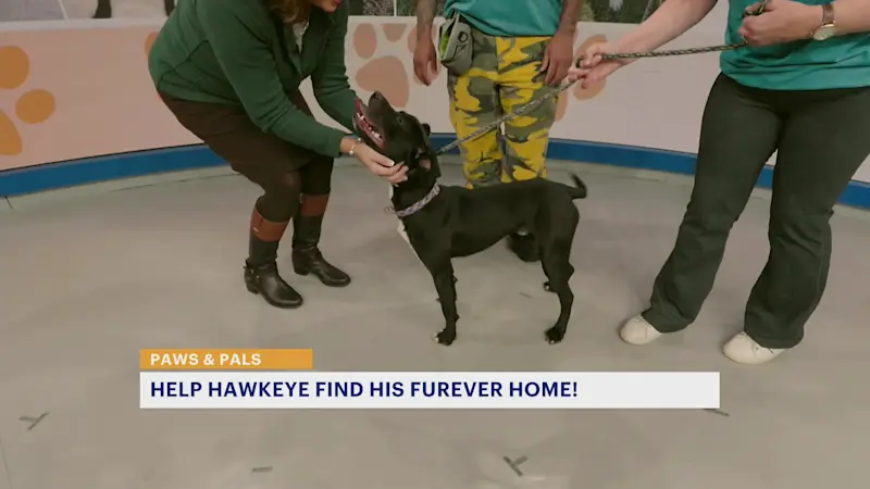 Story image: Paws and Pals: Playful pup loves making new friends        