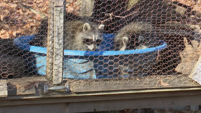 Story image: ‘I can’t put them at risk.’ Last Resort Wildlife Refuge taking in wildlife injured in West Milford wildfire