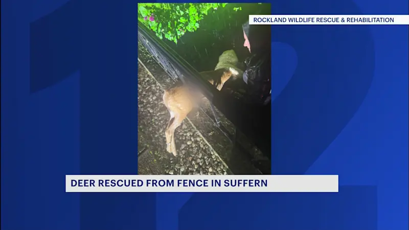 Story image: Baby deer freed from fence in Rockland County