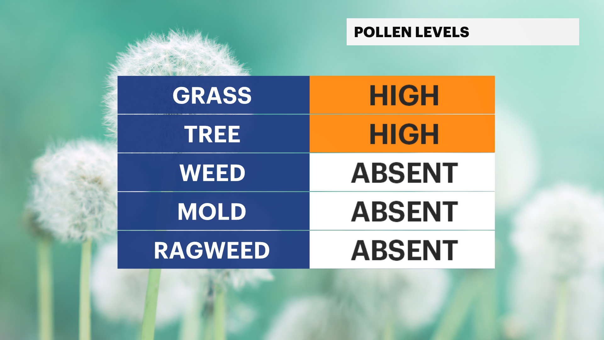 HAMMER_C_Pollen(31).png
