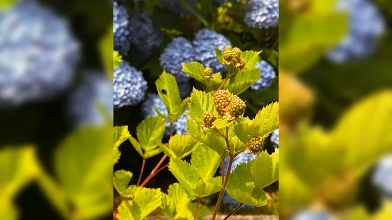 blackberries.png