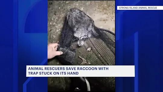 RaccoonRescue87_2026-08-07-06-09-22