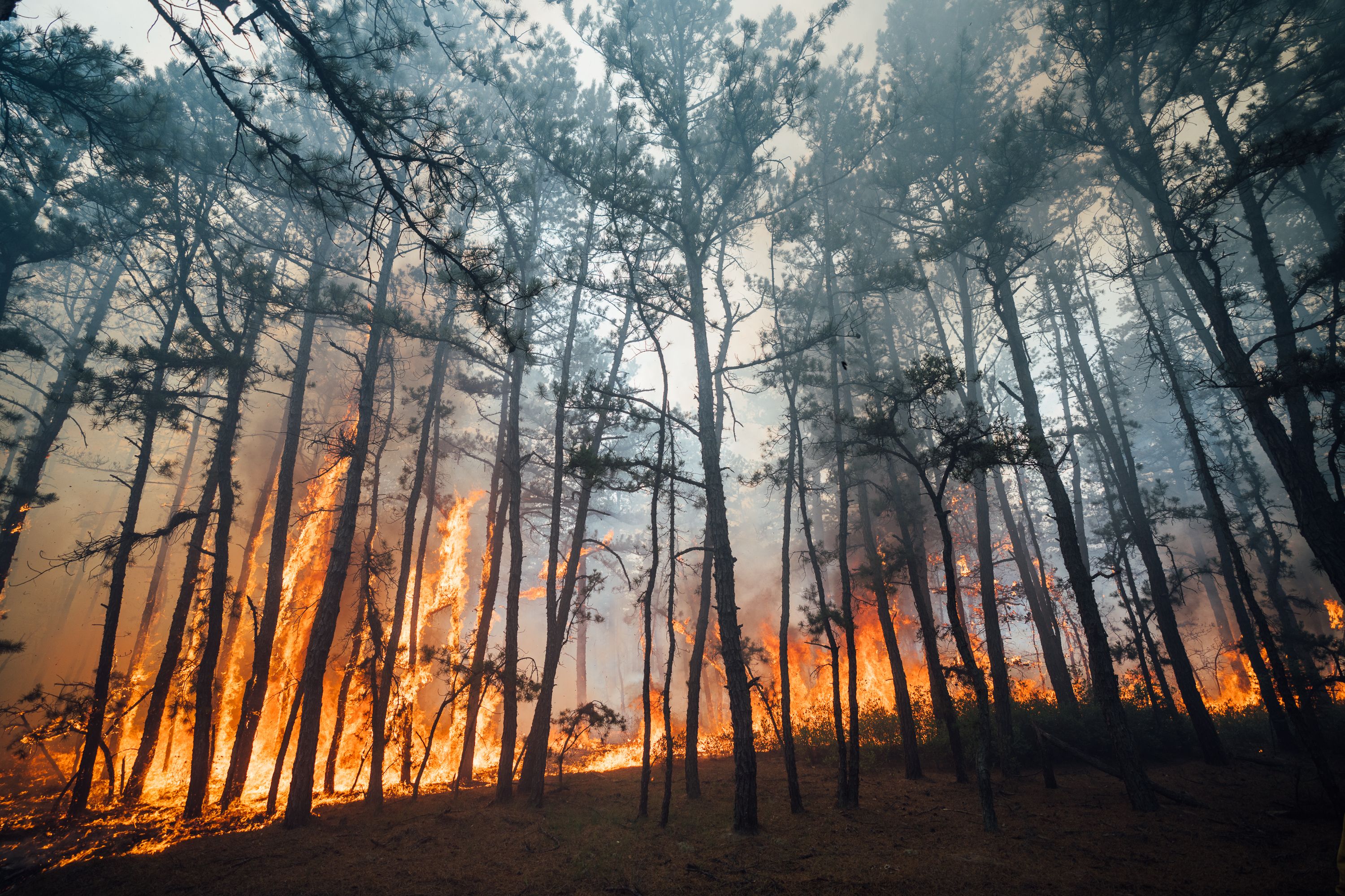 NJForestFireTeaTimeHill002.jpg