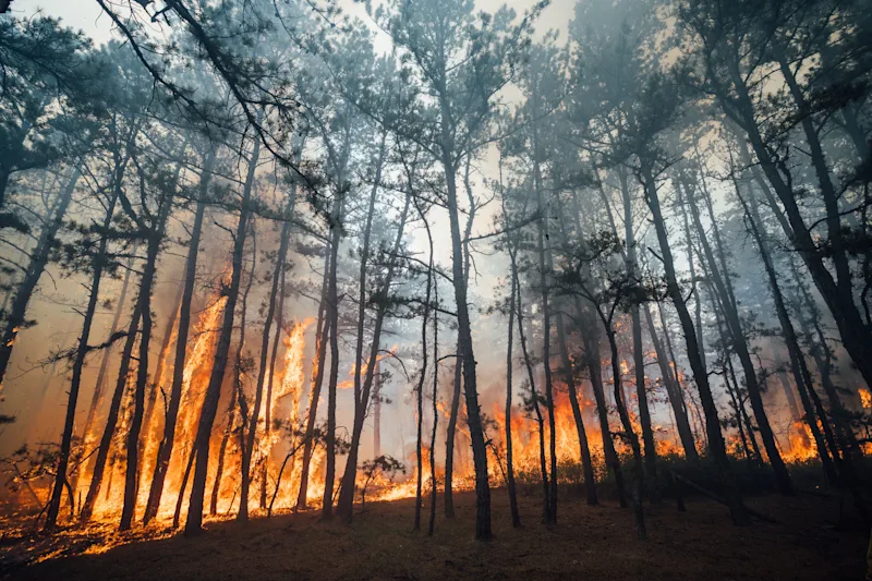 NJForestFireTeaTimeHill002.jpg