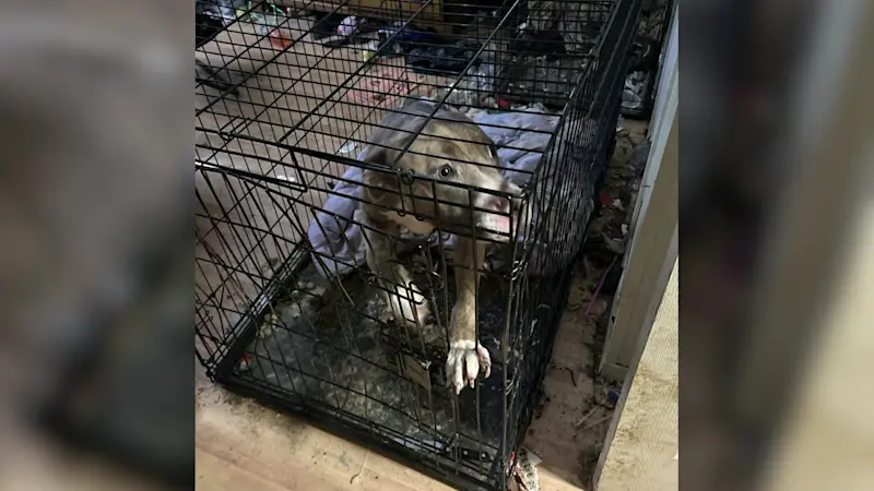 Story image: Suffolk SPCA: Central Islip man arrested for keeping 5 children, dog in poor living conditions