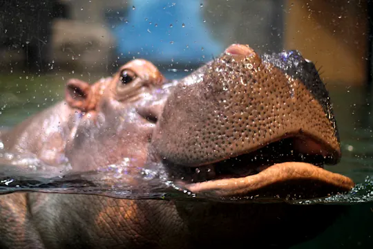 Nile Hippo