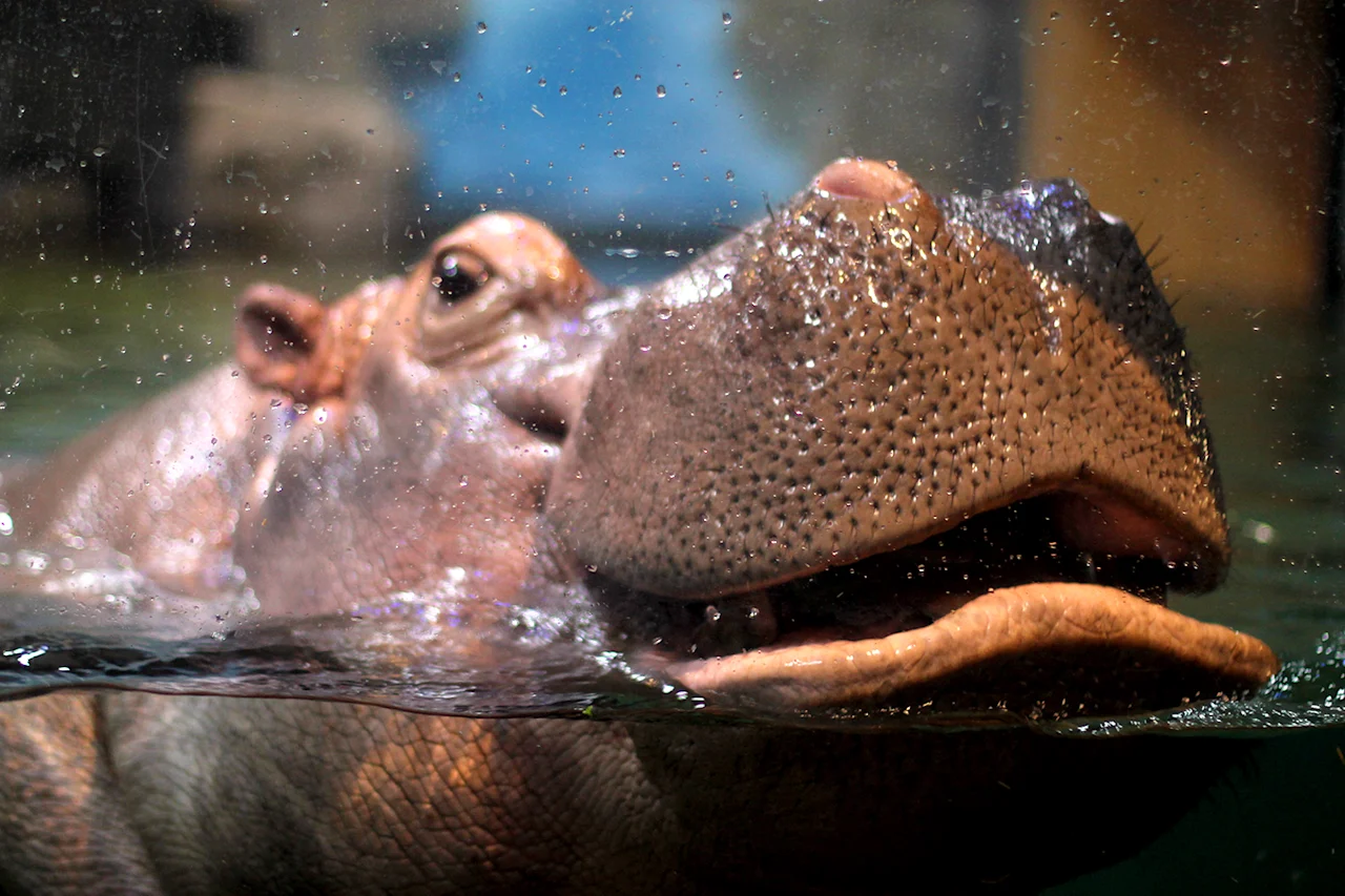 Nile Hippo