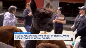Meeting alpacas and more at Ocean Township animal park