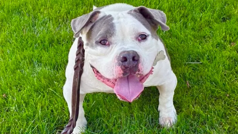 Story image: 'It's devastating.' Wilton family grieves loss of dog run over by Amazon driver