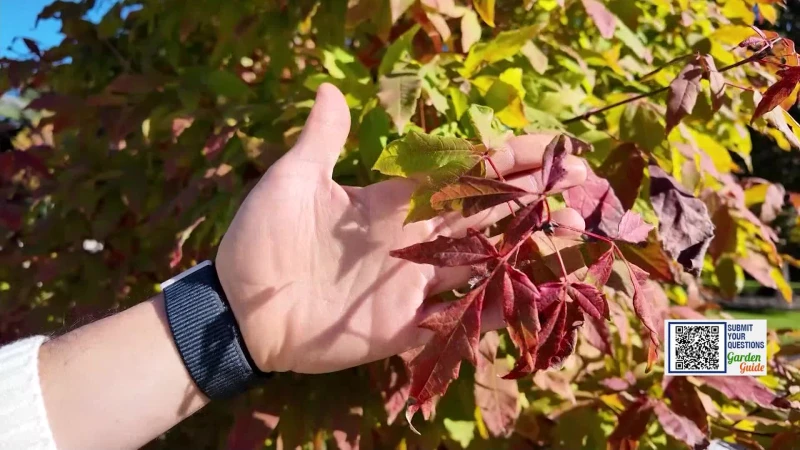 Story image: Garden Guide: Peak autumn color is here! Is it as nice as usual?