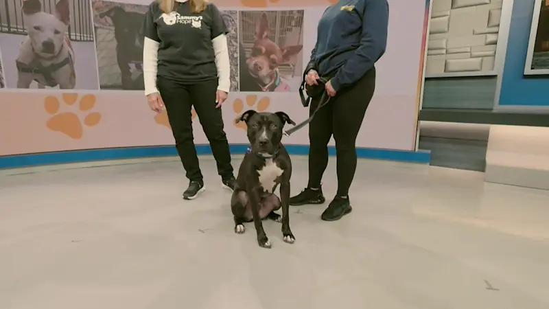 Story image: Paws & Pals: Lovable Godfrey ready for a new home