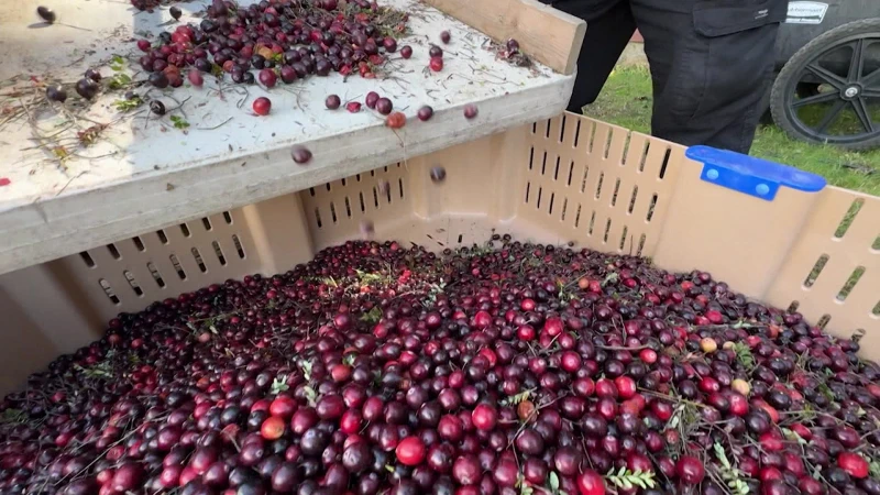 Story image: Made in Connecticut: Killingworth Cranberries