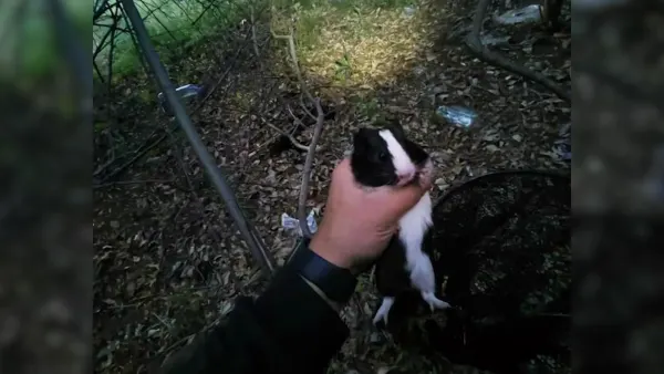 Animal advocates: 9 guinea pigs rescued in East Setauket