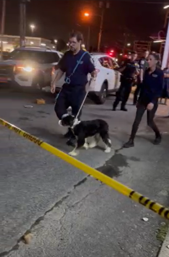 Investigation underway after dogs removed from Manorhaven building