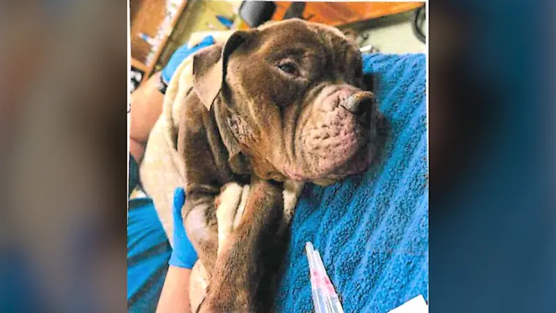 Story image: New Suffolk County law criminalizes pet ownership by convicted animal abusers