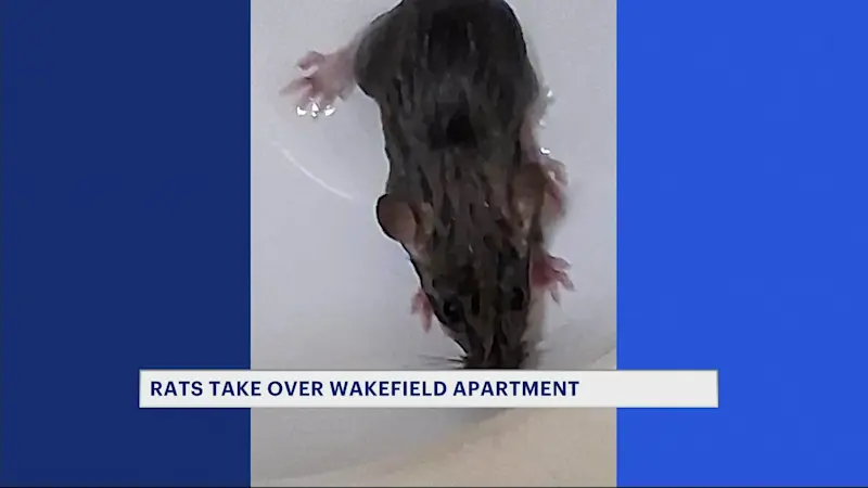 Story image: 'They ate right through the Sheetrock.' Wakefield woman says rats have taken over her apartment