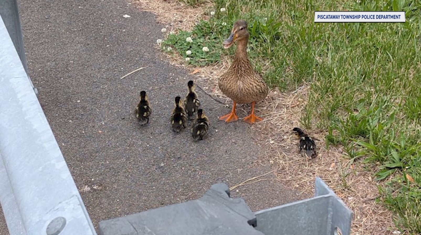 DUCK RESCUE RAW