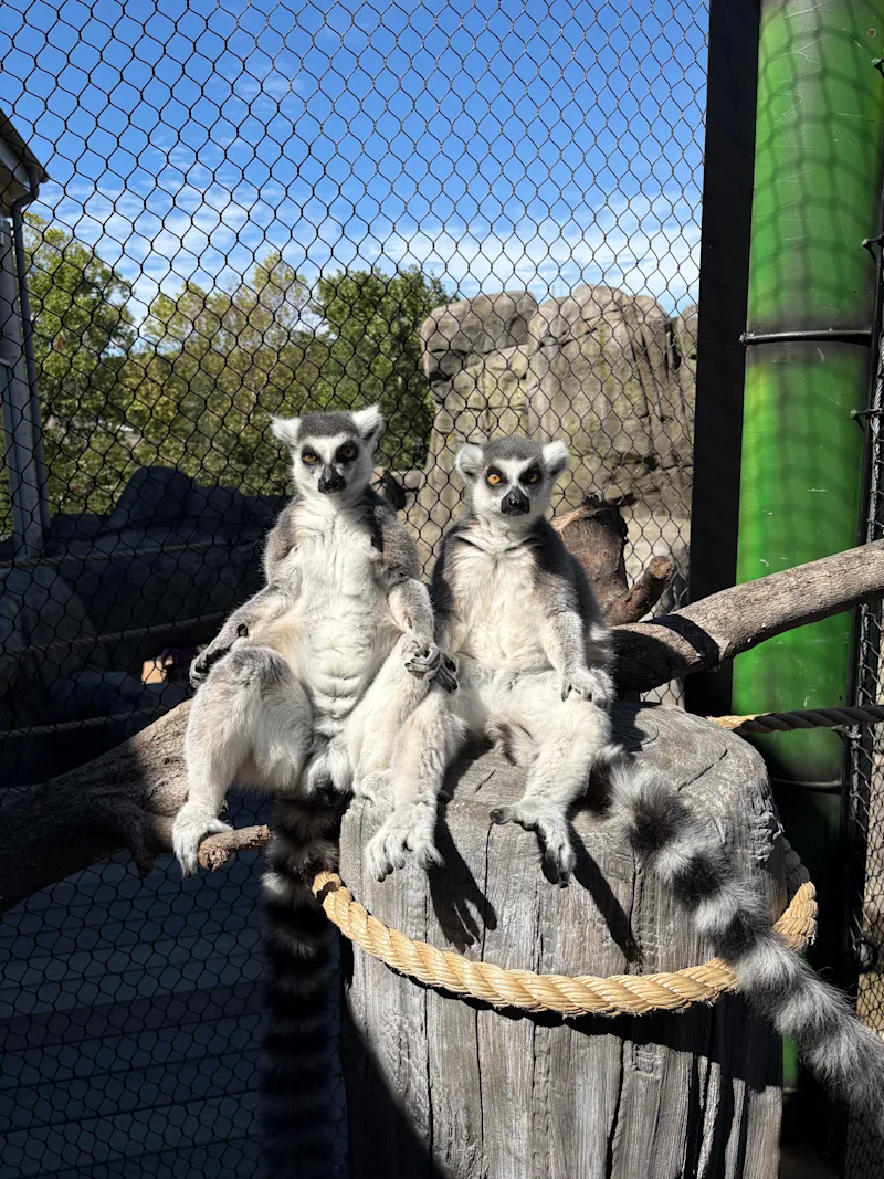 lemur 2 (1).jpeg