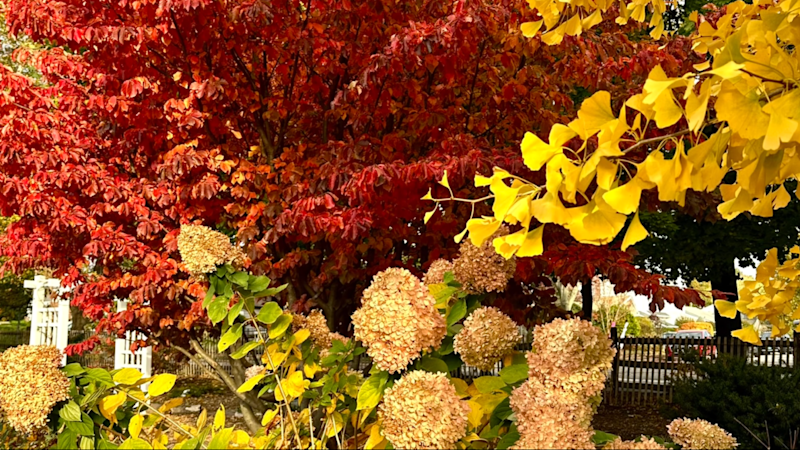Story image: Fall foliage outlook 2026: More color than last year, but will it be worth a road trip?