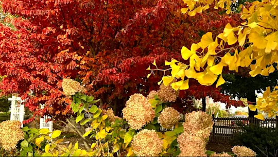alexfallfoliage