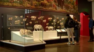 Explore over 5 billion years of natural history at the Yale Peabody Museum