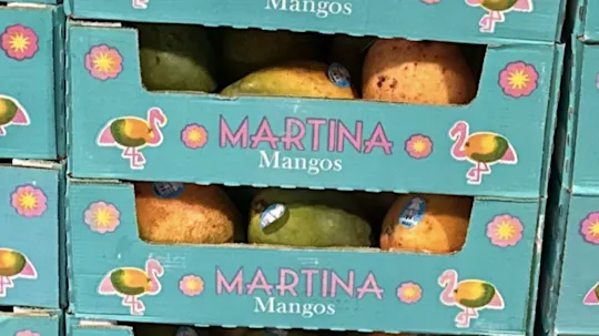 Martina Mangos FDA 1