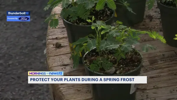 How to protect spring plants from frost and freeze