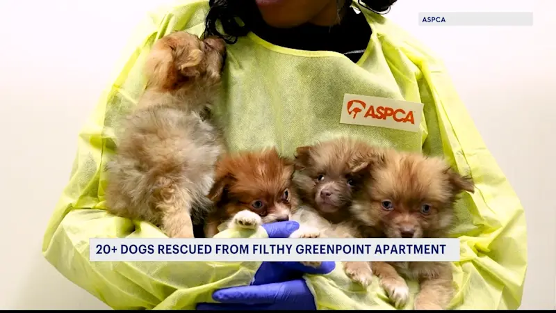 Story image: 23 Pomeranians rescued from deplorable conditions inside Greenpoint apartment