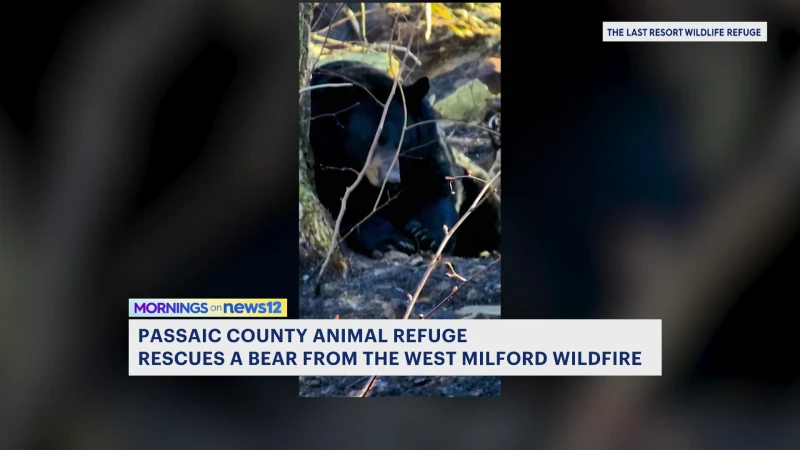 Story image: Wildfire rescue: Bear saved from smoke inhalation