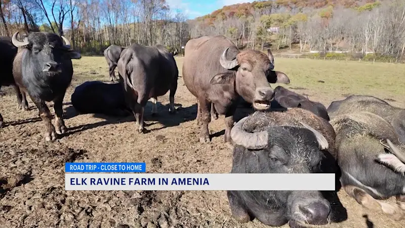 Story image: Amenia farm offers hands-on experience with rare, lovable animals