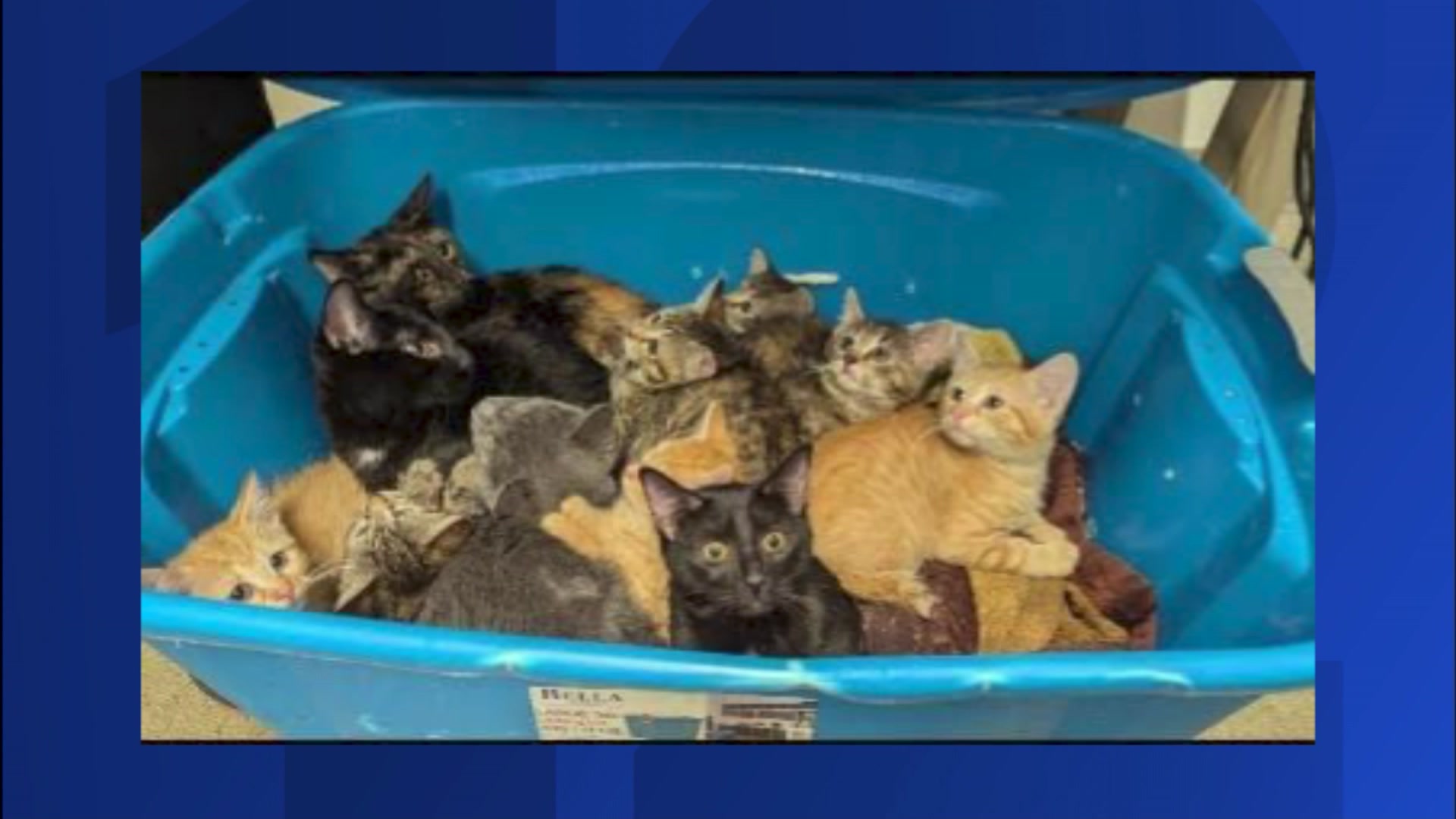 Kittens found dumped in Dutchess County SPCA parking lot