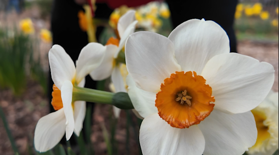 small cup daffodil.PNG