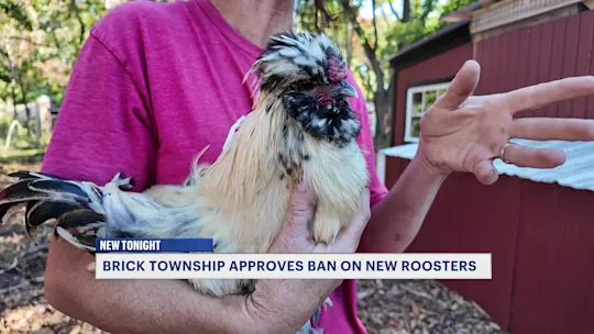 MTNJBrickRoosterBan1019_2026-10-19-17-27-24