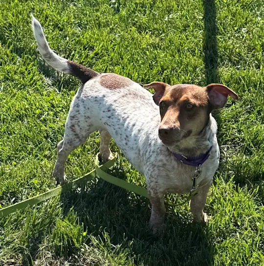 Juno