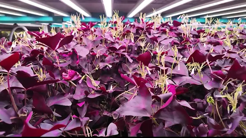 Story image: Farm One grows hundreds of plants for restaurants across Brooklyn