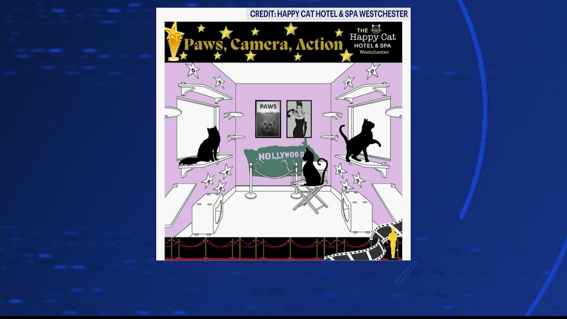 Happy Cat Hotel & Spa coming to Greenburgh this spring