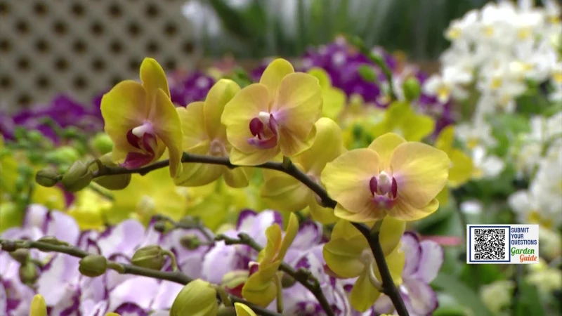 Story image: Garden Guide: 3 tips for perfect orchids 