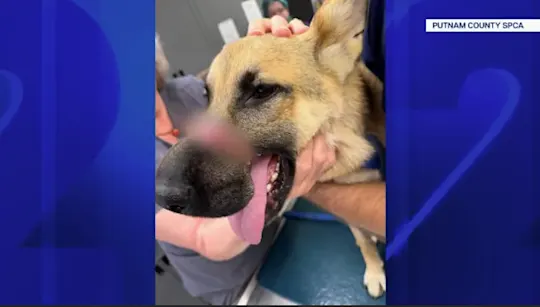 RTREGWCHVRewardAnimalAbuseArrestVO4pm