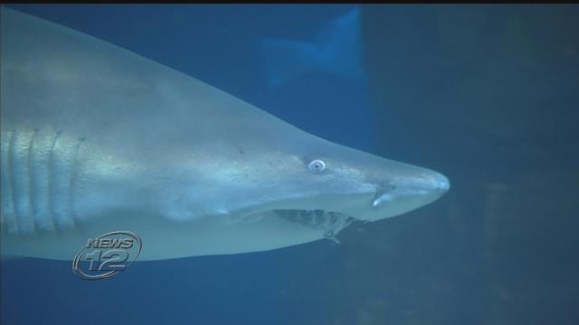 Article 137730 Thumbnail