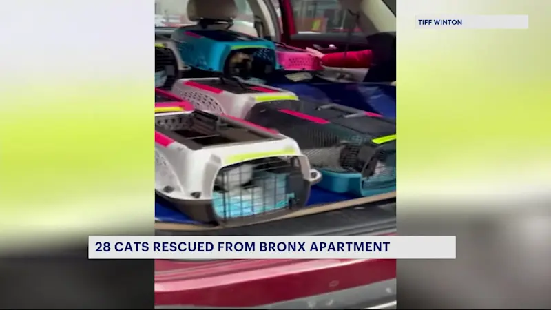 Story image: 28 cats rescued from Bronx apartment