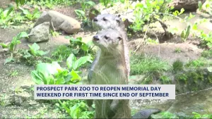 Prospect Park Zoo to reopen for first time since September